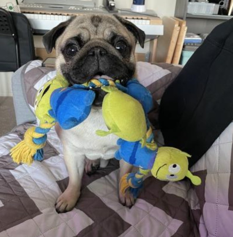 Toy sales story pug