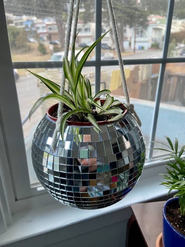 reviewer's plant in the hanging disco ball planter