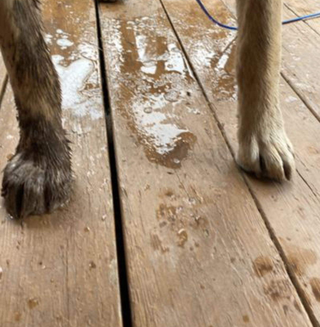 reviewer&#x27;s before and after of their dog&#x27;s muddy and clean paw