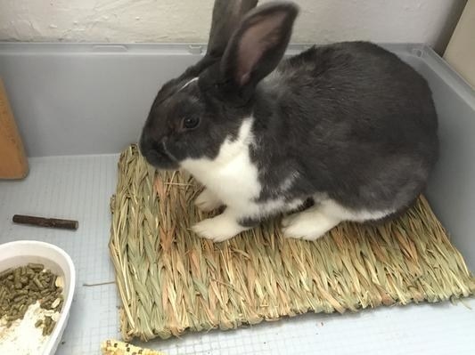 a reviewer photo of their black and white bunny on the mat