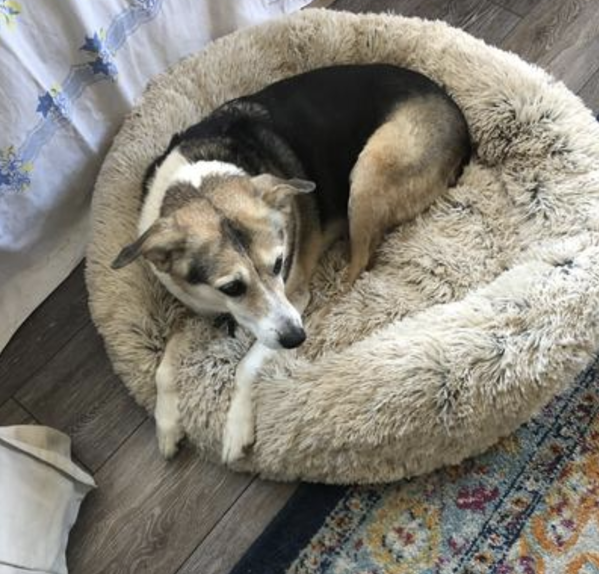 a reviewer&#x27;s senior dog lying in the gray shag fur bed