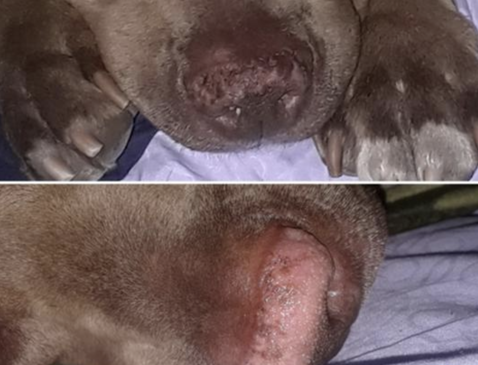 before and after for dog&#x27;s dry and then moisturized nose