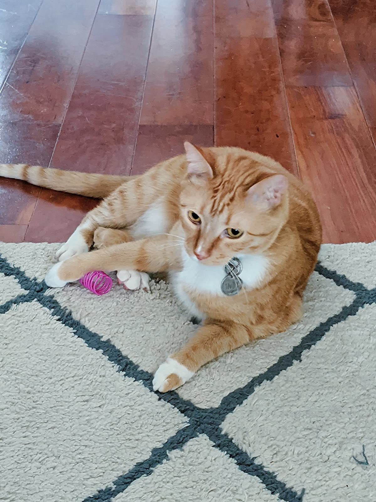 a reviewer's cat with a pink spring