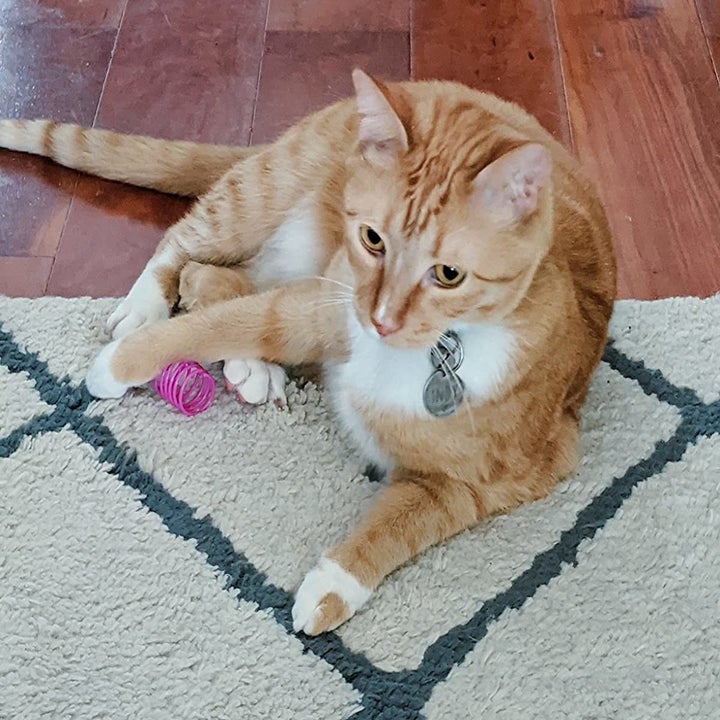 a reviewer's cat with a pink spring