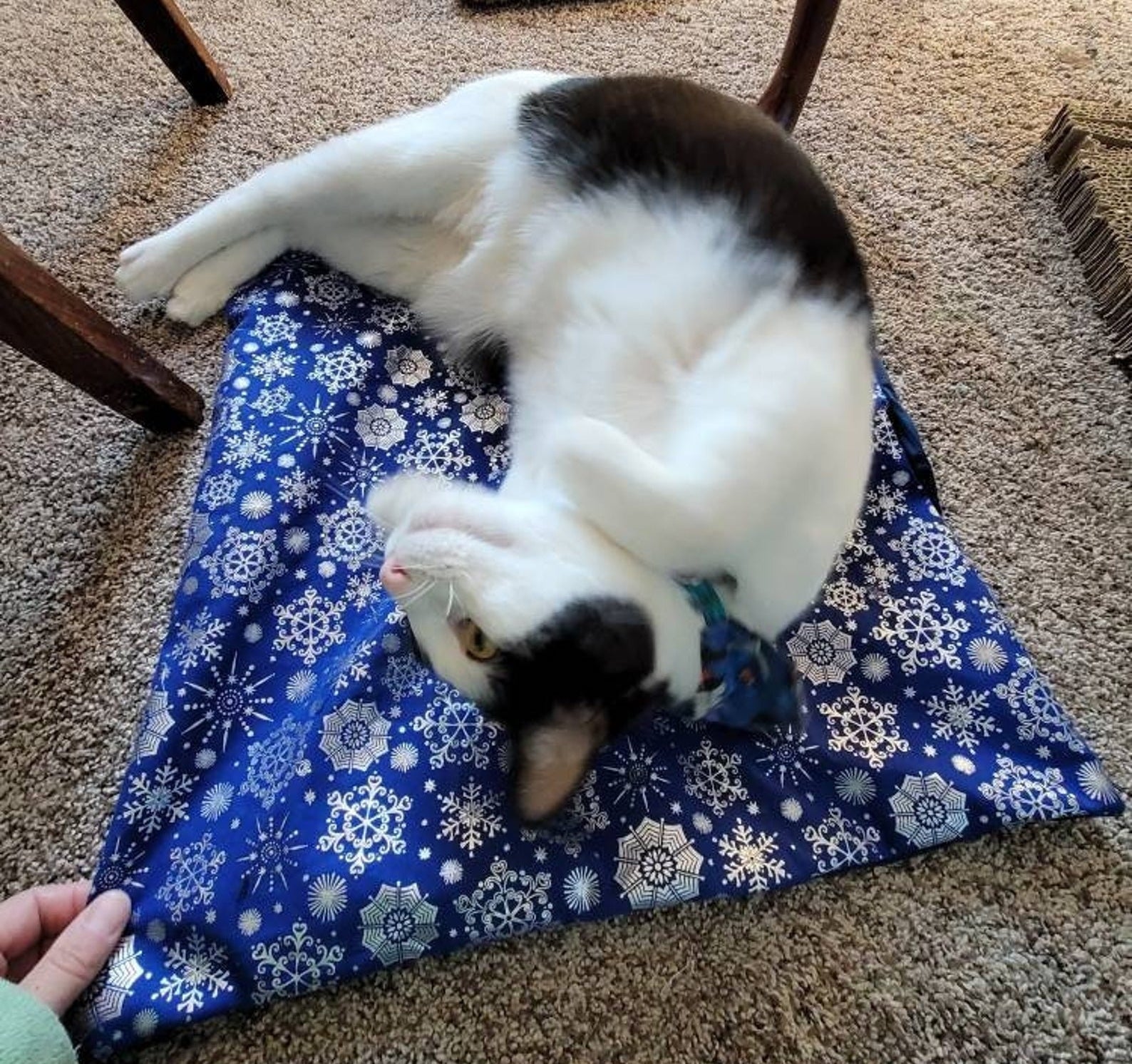 A cat on a blue and white snowflake mat