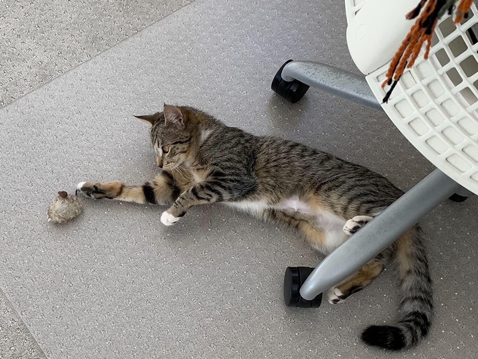 a reviewer's cat playing with the mouse