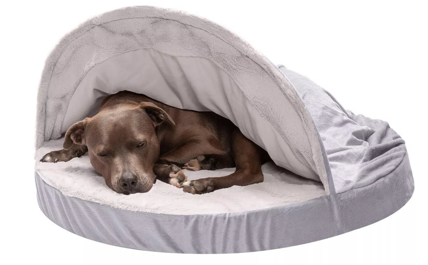 A dog in the velvet dog bed