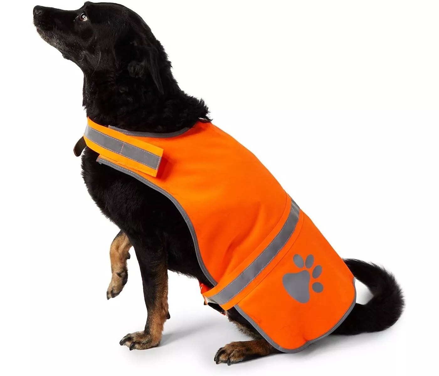 A dog wearing the orange safety