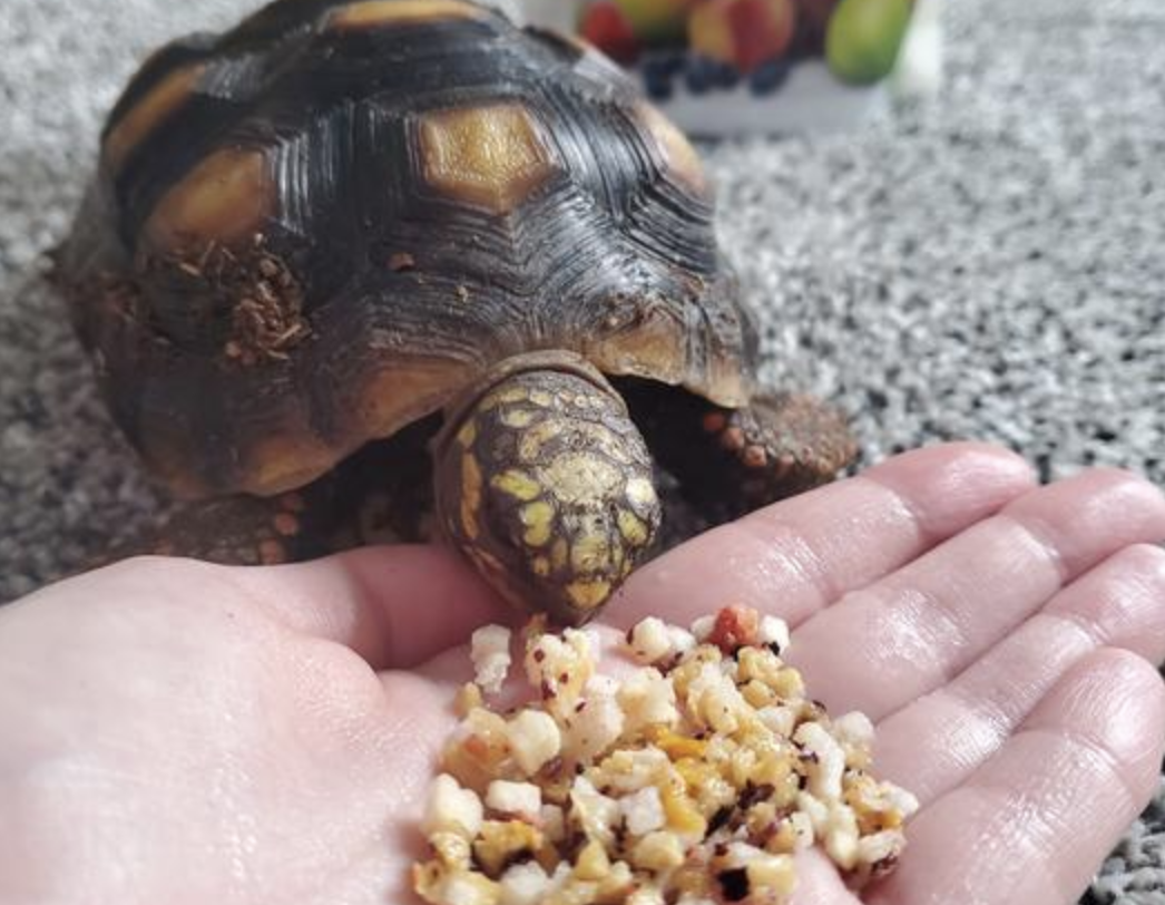 A reviewer&#x27;s image of a eastern box turtle eating fruit mix