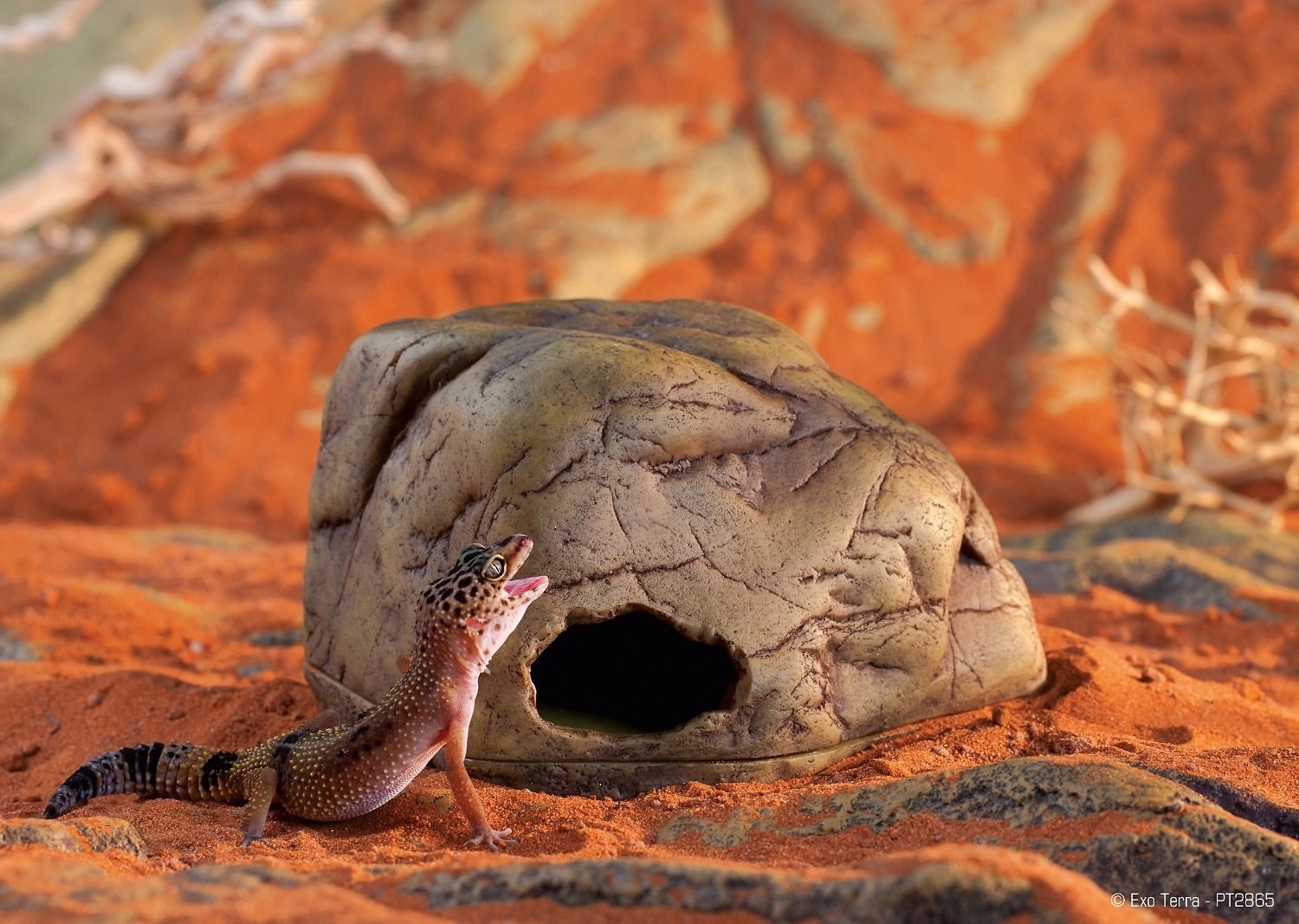 A reptile next to a small cave