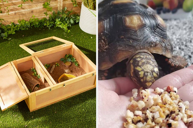 to the left: an outdoor box for turtles, to the right: a turtle eating a fruit snack mix