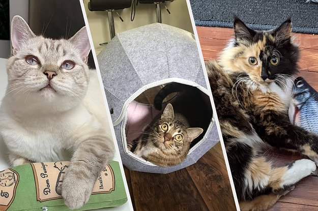 buzzfeed cat toys