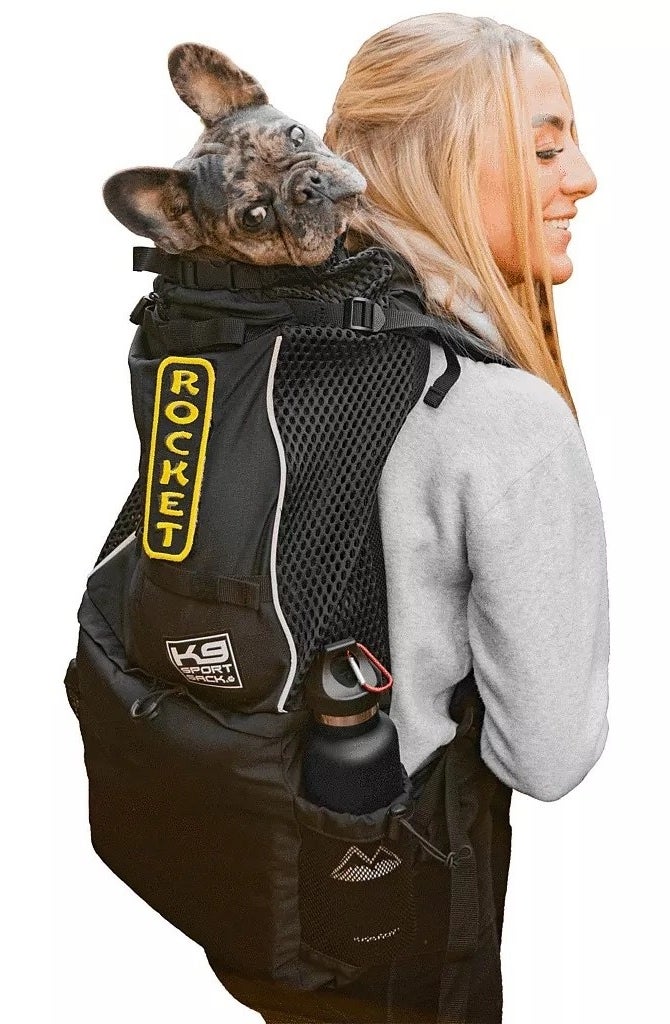 A person carrying their dog in the backpack