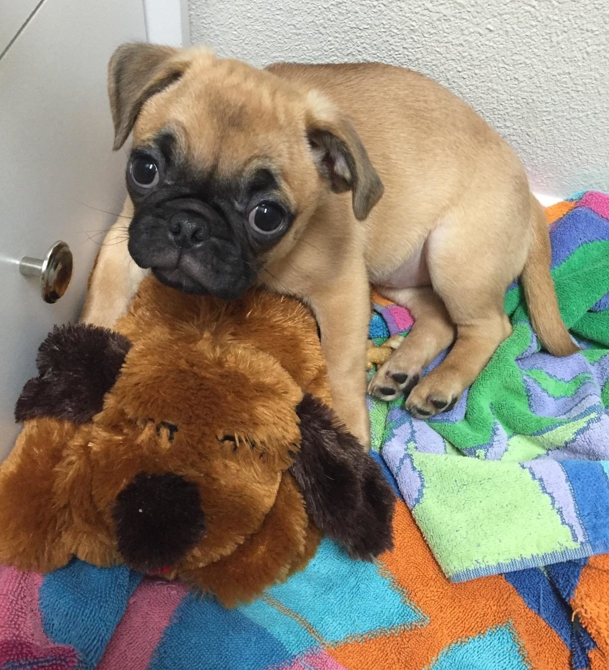 Reviewer image of pug puppy on top of plush dog toy