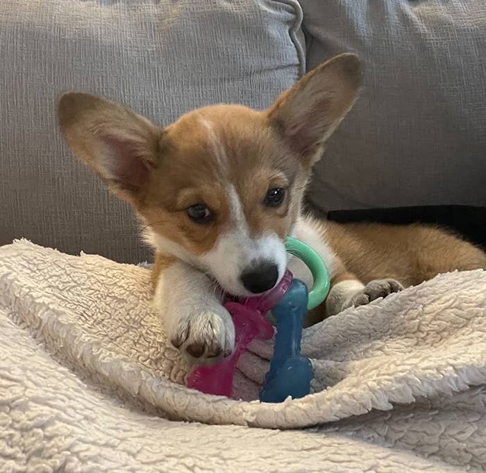 Reviewer image of Corgi puppy chewing on pink and blue toy