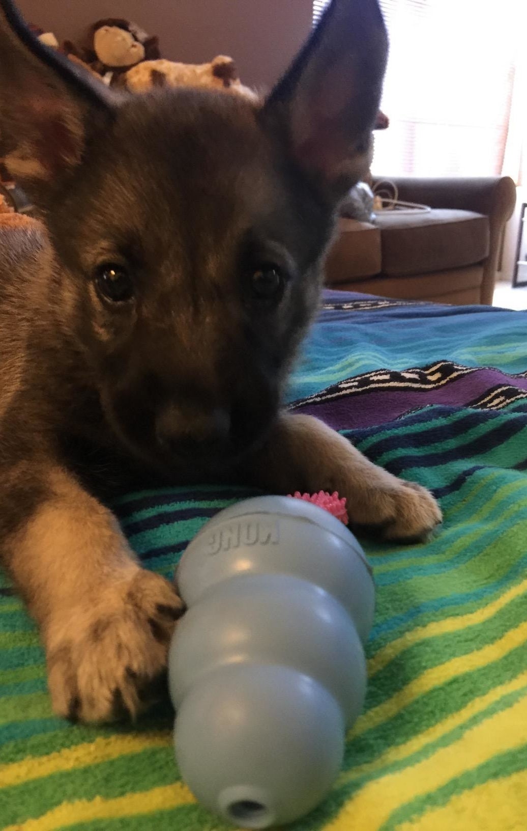 Reviewer image of German Shepherd puppy sitting behind blue chew toy