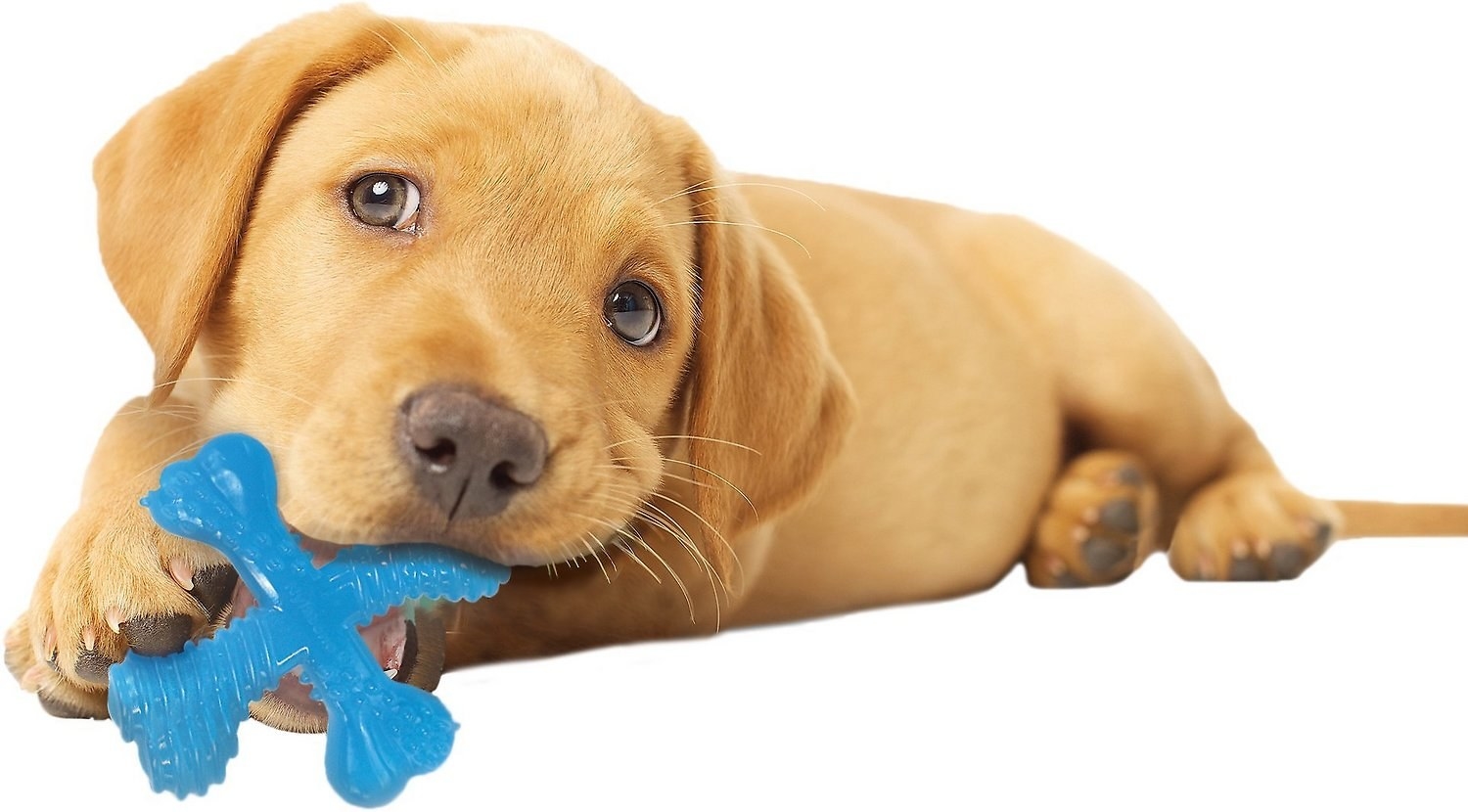 Puppy chewing on blue x-shaped chew toy