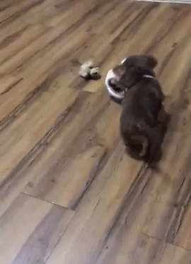 Reviewer video of Daschund puppy swinging around plush squirrel toy