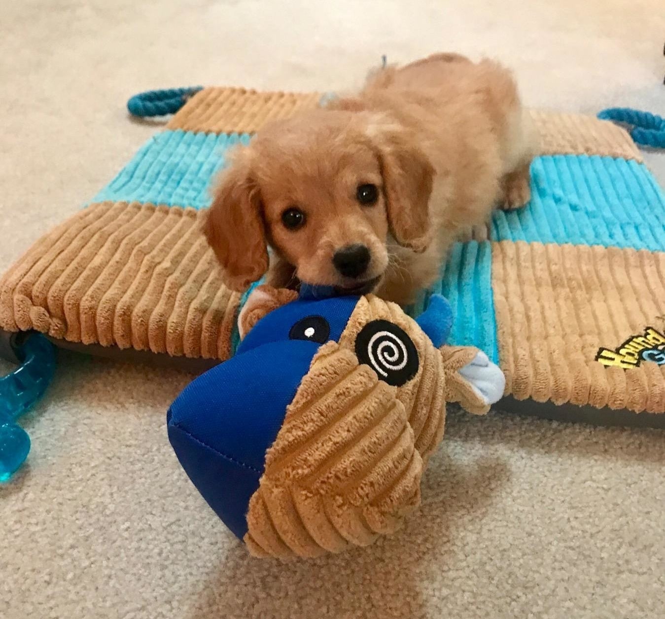 Reviewer image of puppy lying on blue and brown chew toy mat