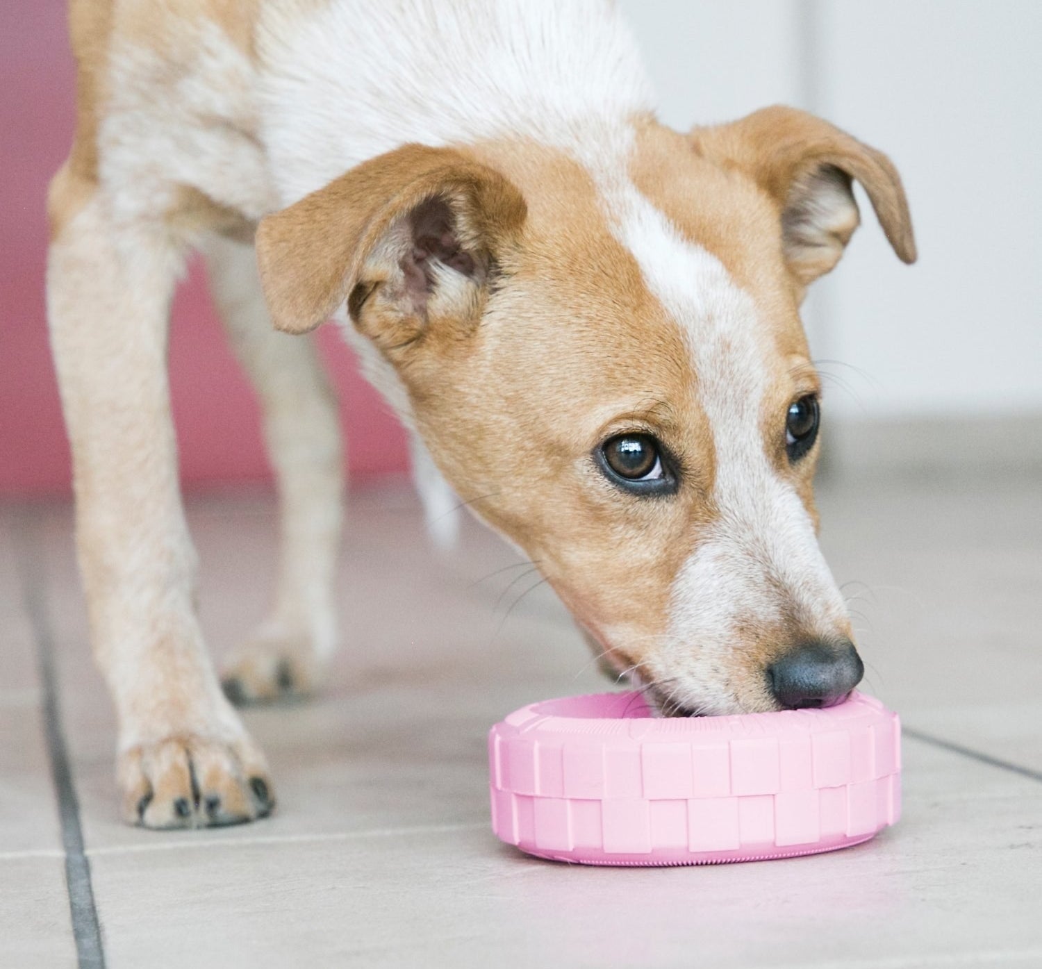 Dog chewing on pink tire-inspired chew toy