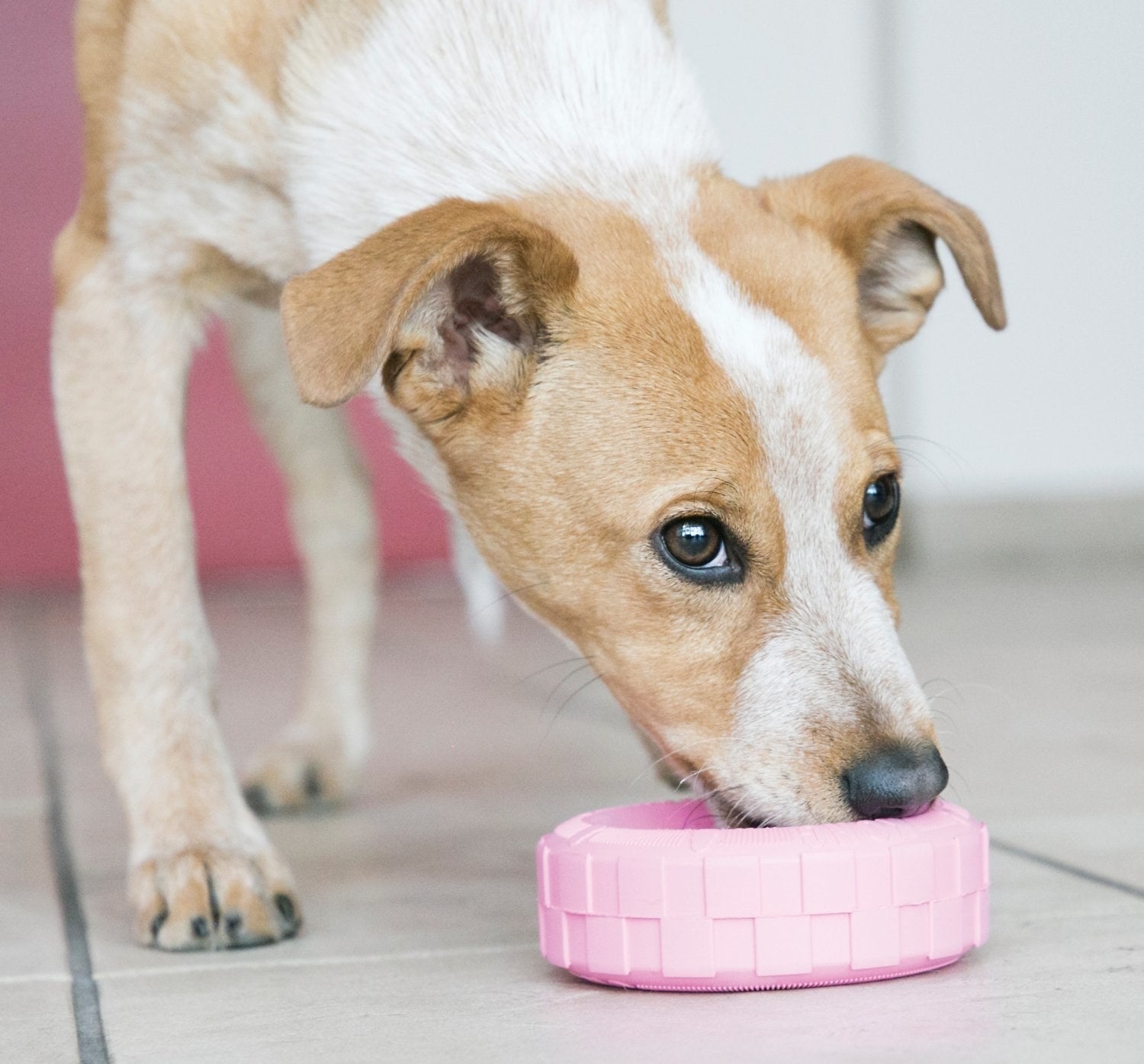 Dog chewing on pink tire-inspired chew toy