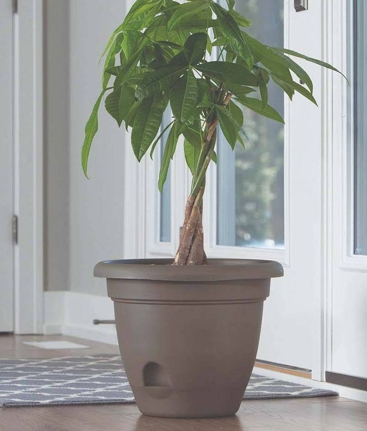 the self-watering pot in a home