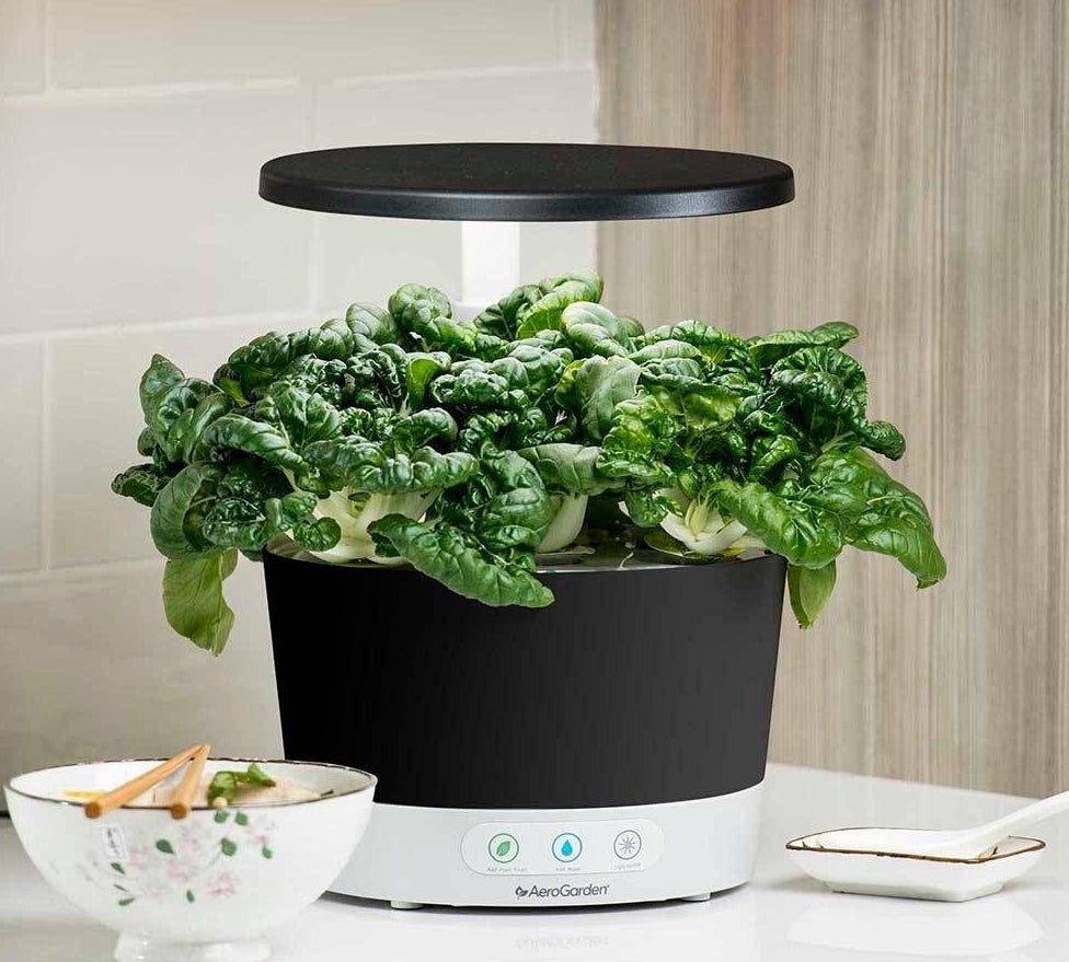 the Aerogarden indoor garden with herbs growing