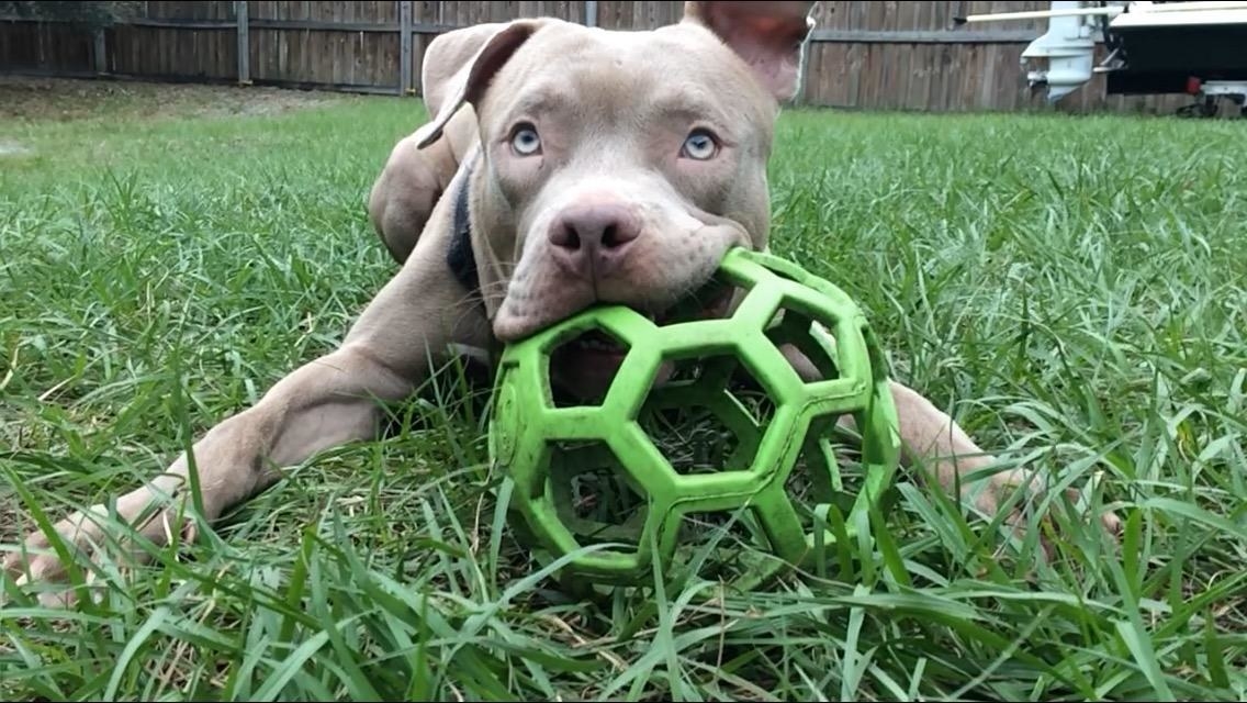 Reviewer&#x27;s Pit Bull puppy playing with green chew toy ball outside