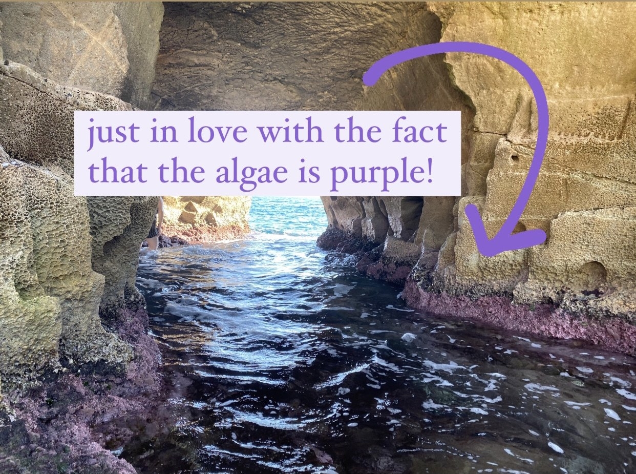 purple algae