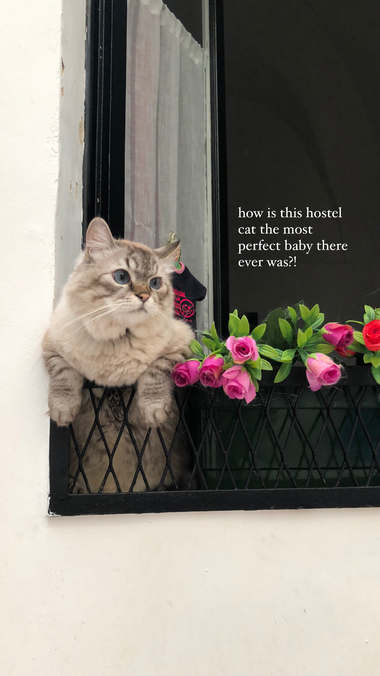 Cat sticking it&#x27;s head out the window