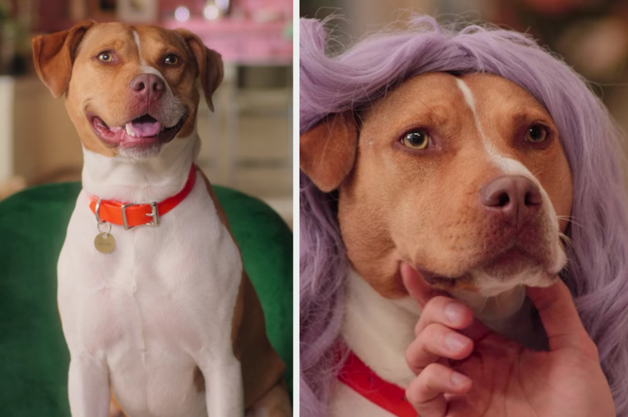 The Fab Five&#x27;s new dog, Neon, poses for the camera and tries on a purple wig