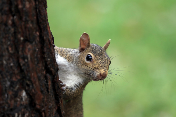 A squirrel lurking behind a tree bark