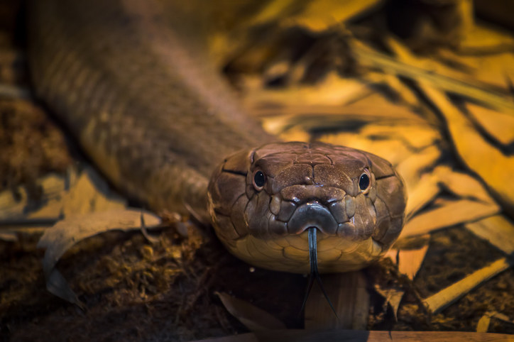 A king cobra close up