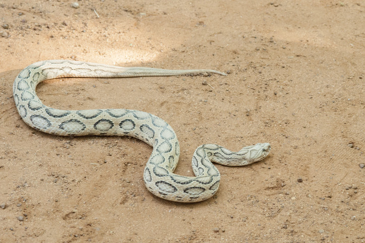 A large snake