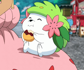 Shaymin nibbling on a treat