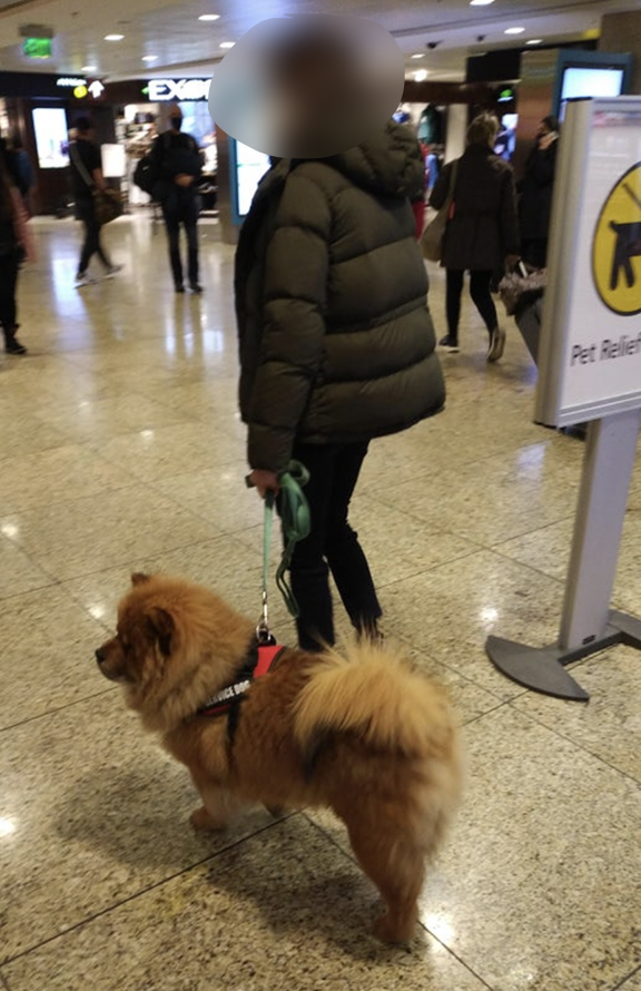 Dog-show-looking dog with a harness saying &quot;Service dog&quot; at an airport