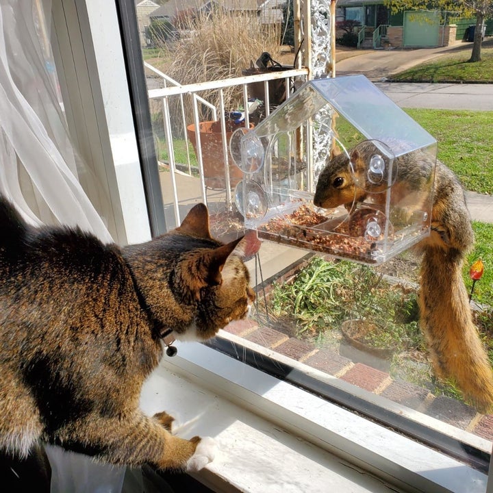 reviewer photo of a cat staring at a squirrel that's eating from the bird house