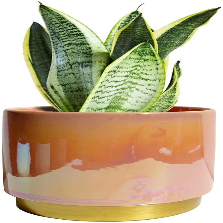 the peach planter holding a plant