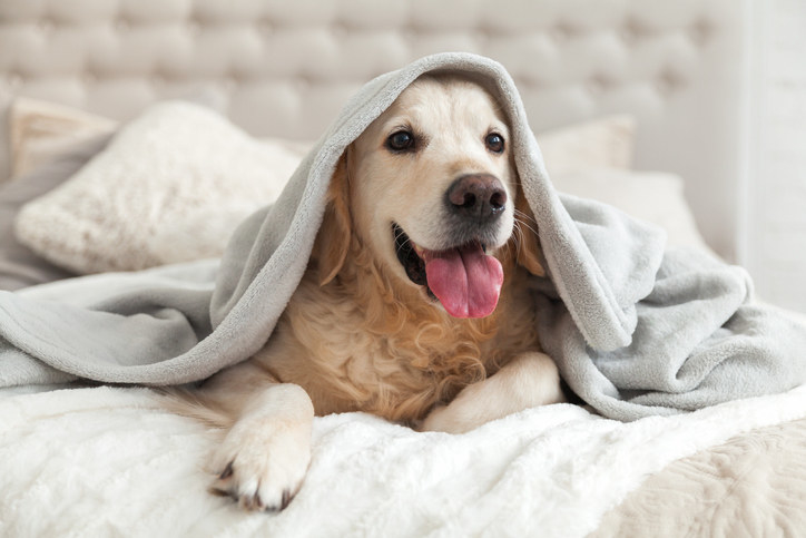 Dog in bed with a blanket over its head