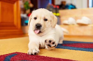 puppy sticking paw out and tongue out