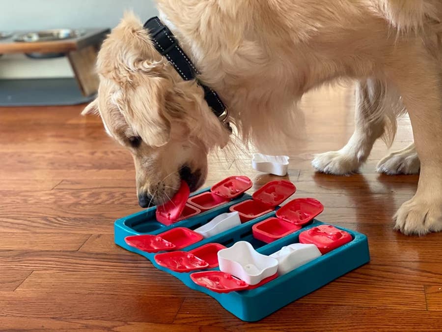21 Best Dog Puzzle Toys For Fido To Figure Out 2022