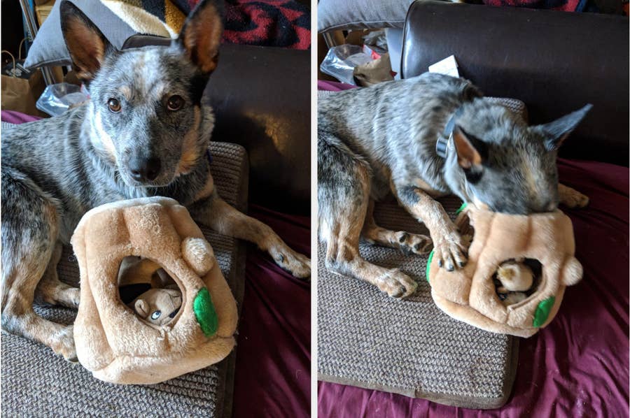 Anyone else have a heeler that doesn't seem to like toys? I'm trying to  find a way to keep her occupied while in the house. She's not interested in  puzzles : r/AustralianCattleDog