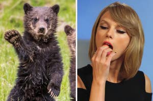 On the left, a grizzly bear cub waving hi, and on the right, Taylor Swift eating a strawberry