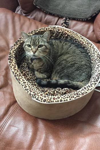 A reviewer's cat in the small leopard print cat bed, hood removed