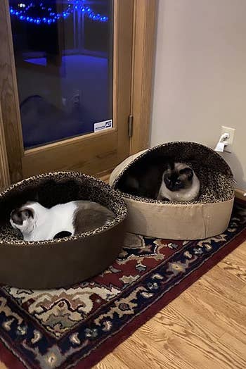 two of the hooded cat beds with cats inside them