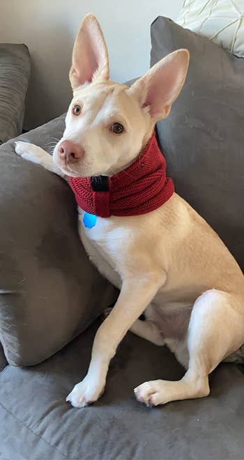 a different reviewer's dog wearing the red scarf while on the couch