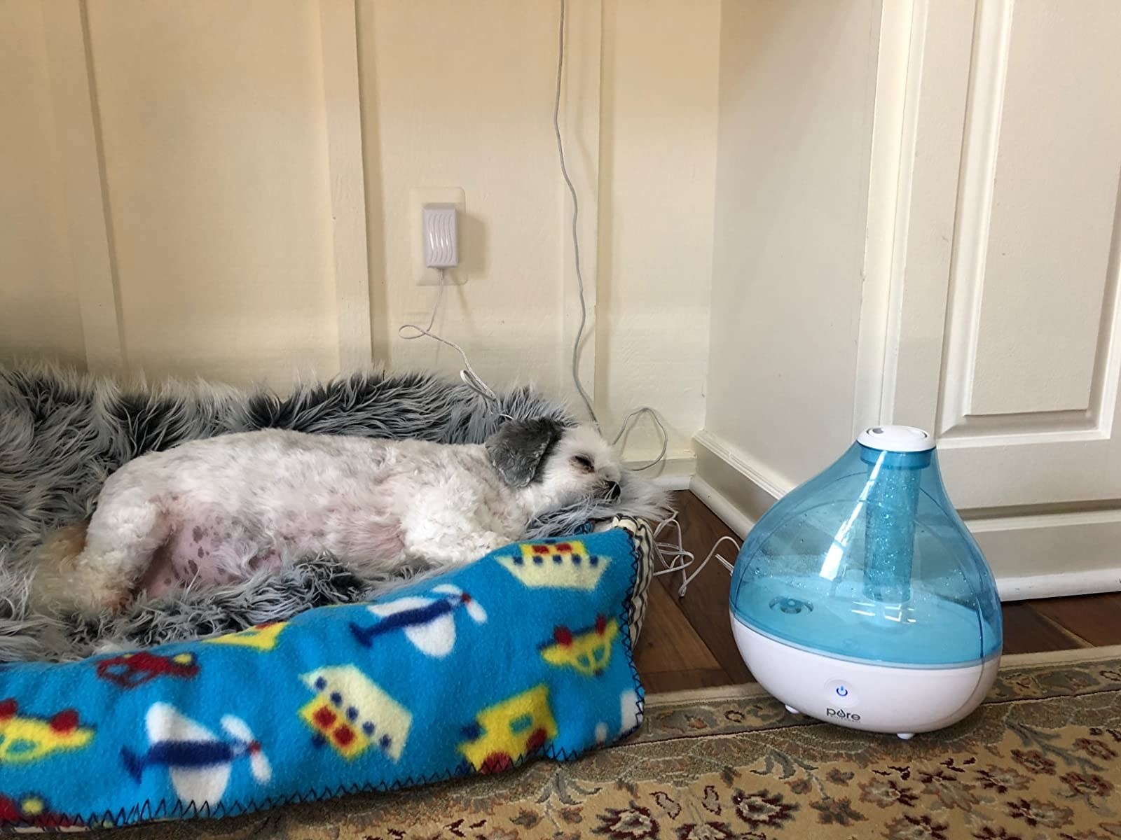 A reviewer&#x27;s dog resting next to a humidifier