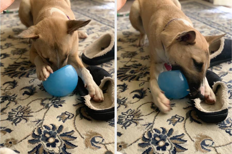 9 Fun and Educational Toys for Dogs · The Wildest