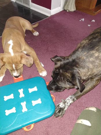 reviewer photo of two doggies pulling out the drawers of the treat puzzle
