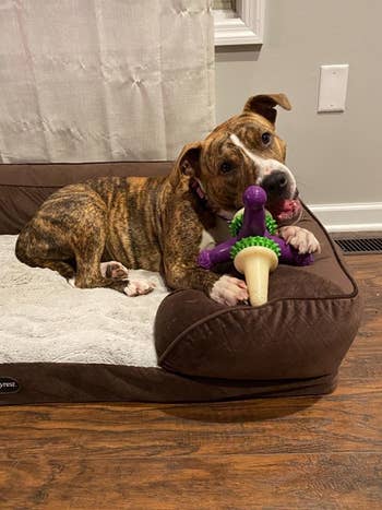 reviewer photo, doggie lying in dog bed gnawing on toy